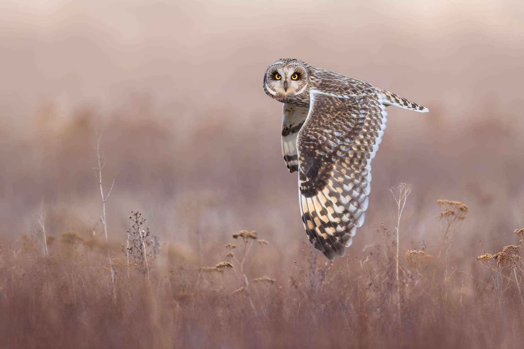 Diverse and Dramatic Behaviors Top the 2026 Bird Photographer of the Year Contest5