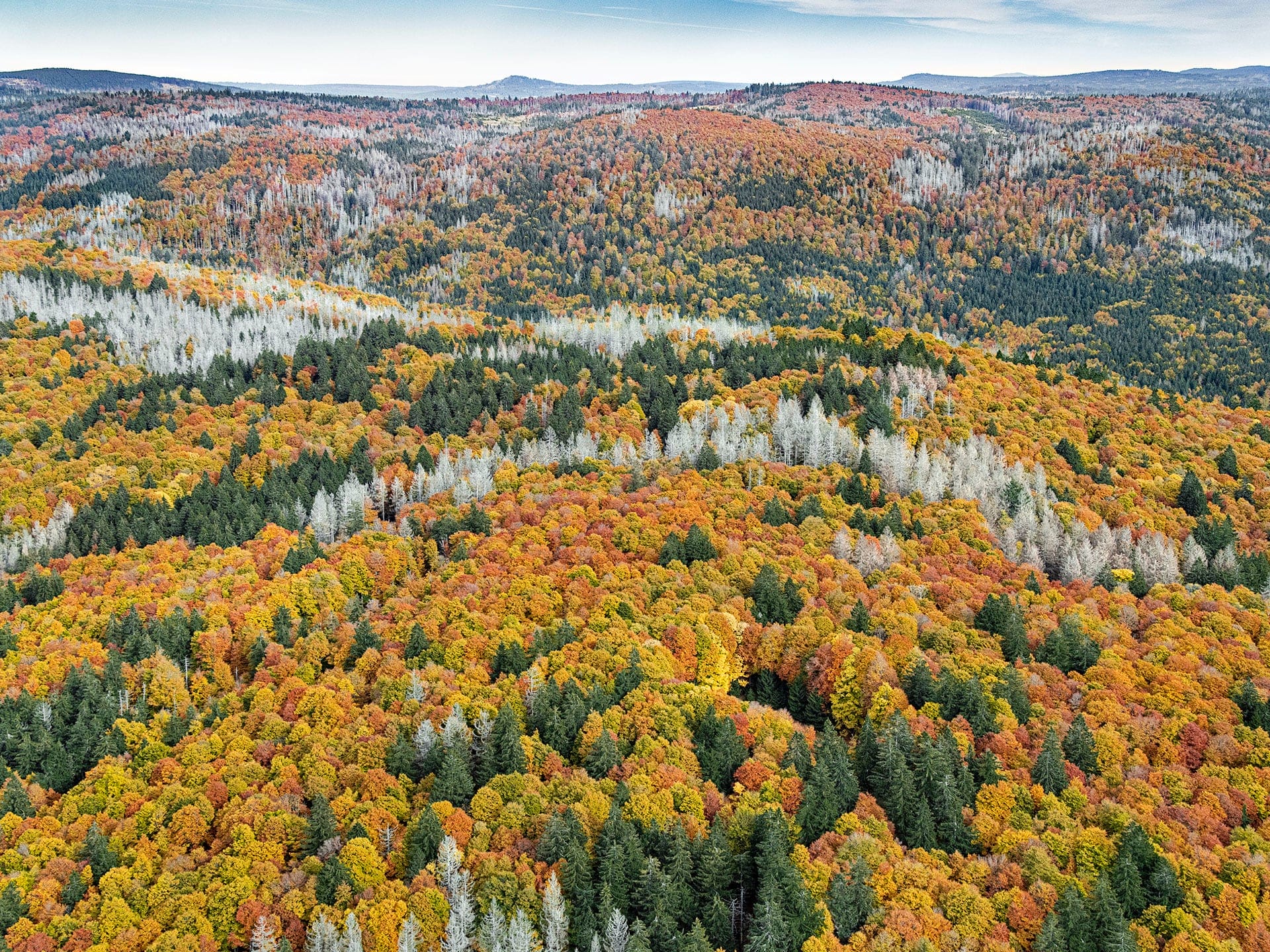 Dense Autumn Trees Blanket a Mountainous Bavarian Forest in Bernhard Lang's Aerial Photos9