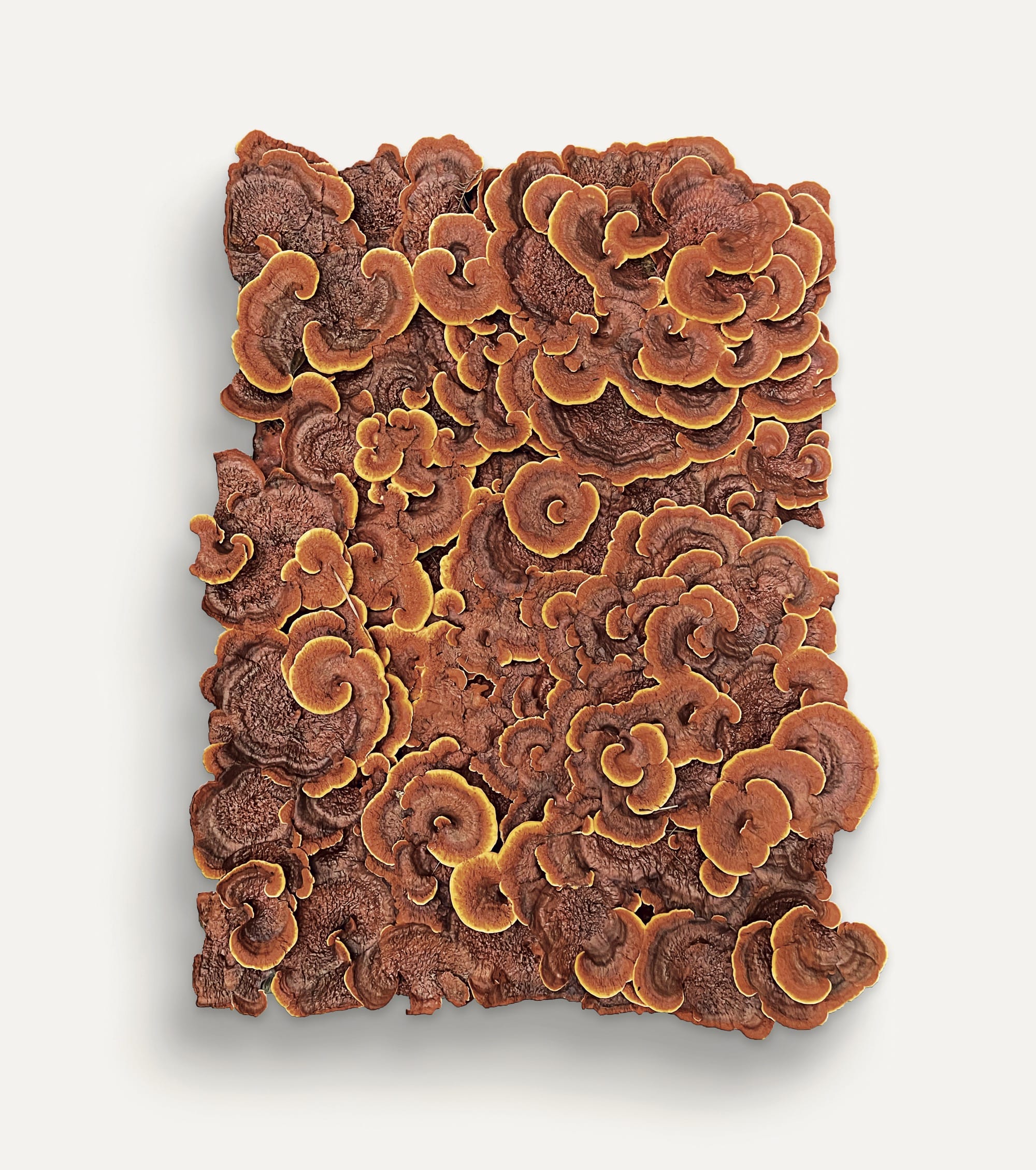 Spanning 200+ Works, a New Book Celebrates the World of Fungi4