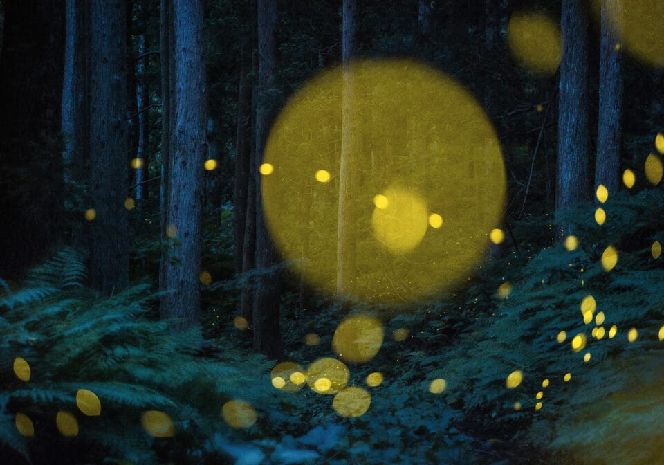 Kazuaki Koseki's Dreamy Photos Capture Japan's Forests Shimmering with Fireflies7