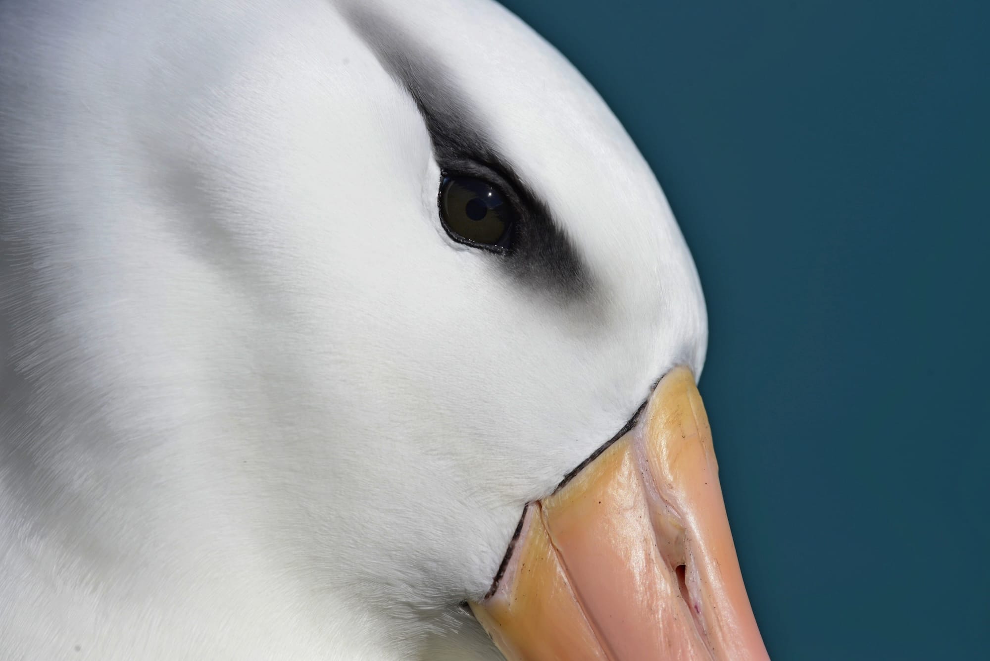 Avian Beauties and Rarities Top the 2026 Audubon Photography Awards1
