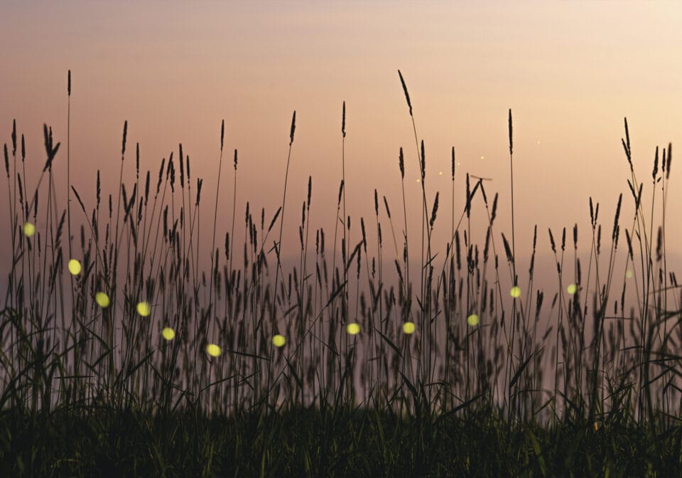 Kazuaki Koseki's Dreamy Photos Capture Japan's Forests Shimmering with Fireflies3