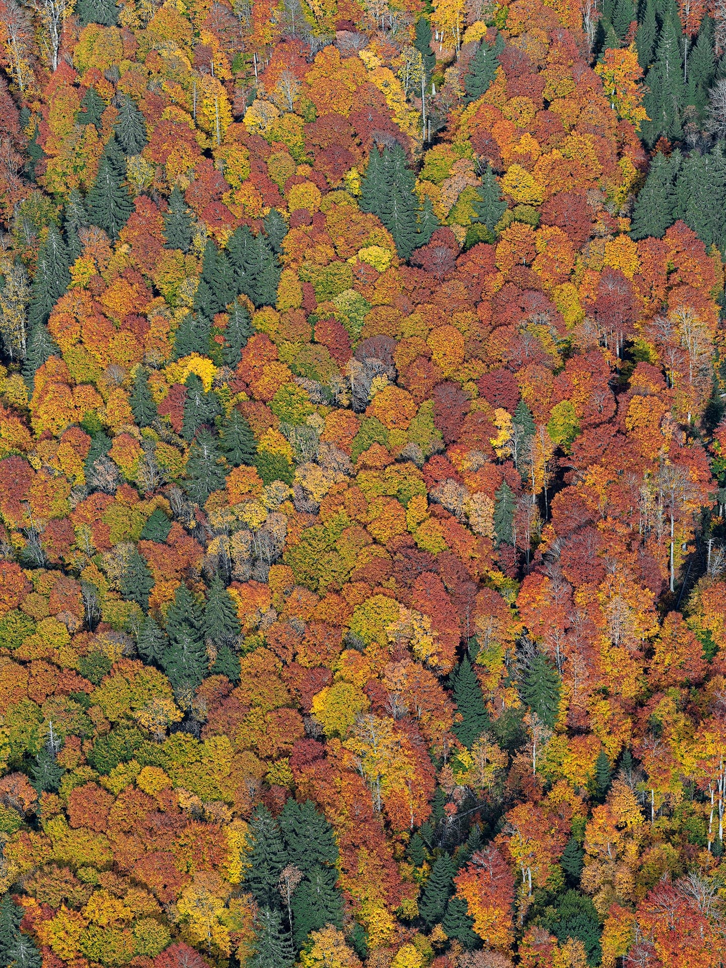 Dense Autumn Trees Blanket a Mountainous Bavarian Forest in Bernhard Lang's Aerial Photos1