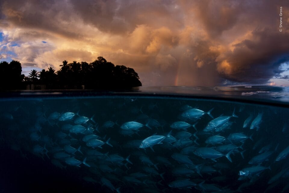 Wildlife Photographer of the Year Whittles More than 65,000 Entries to the Top 1006