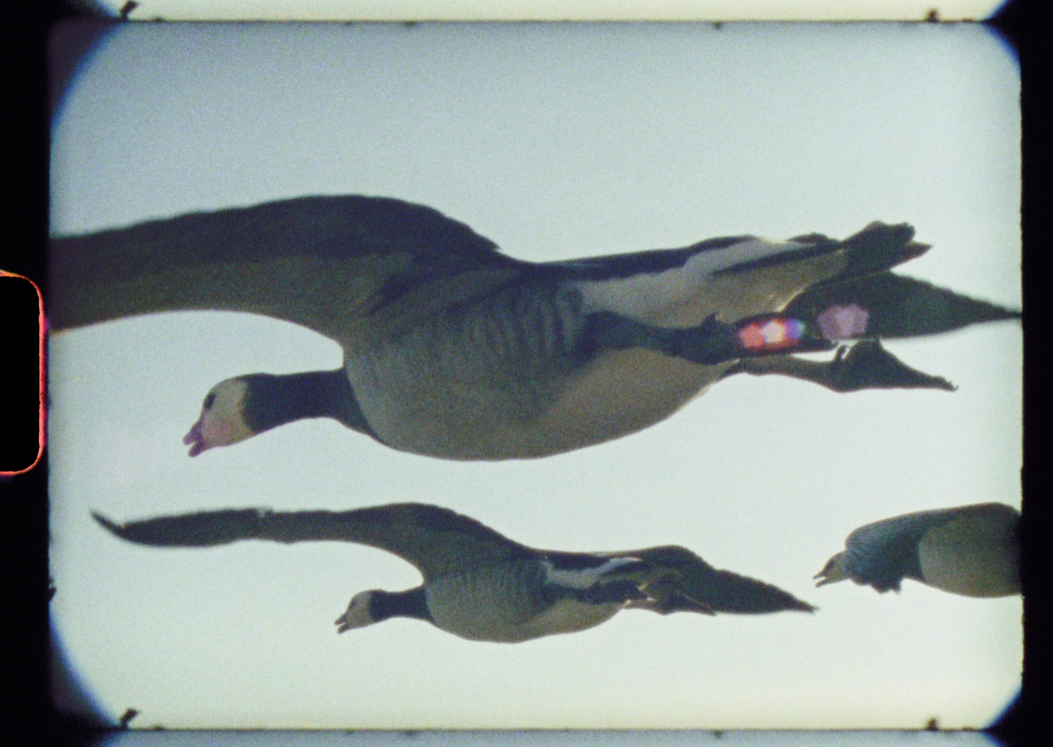 40 Filmmakers in 25 Countries Team Up for an Ode to Nature Shot Entirely on Super 8 Cameras3