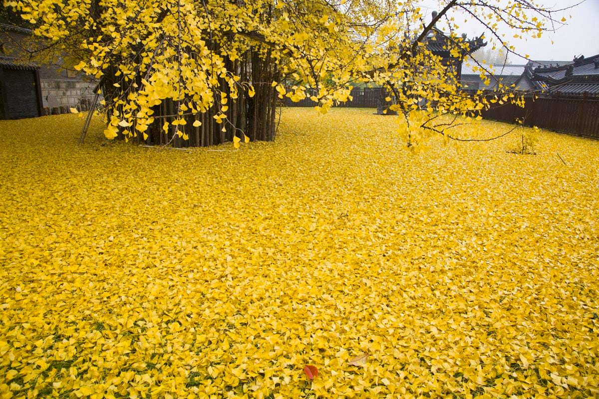 An Ancient Chinese Ginkgo Tree Drops an Ocean of Golden Leaves4