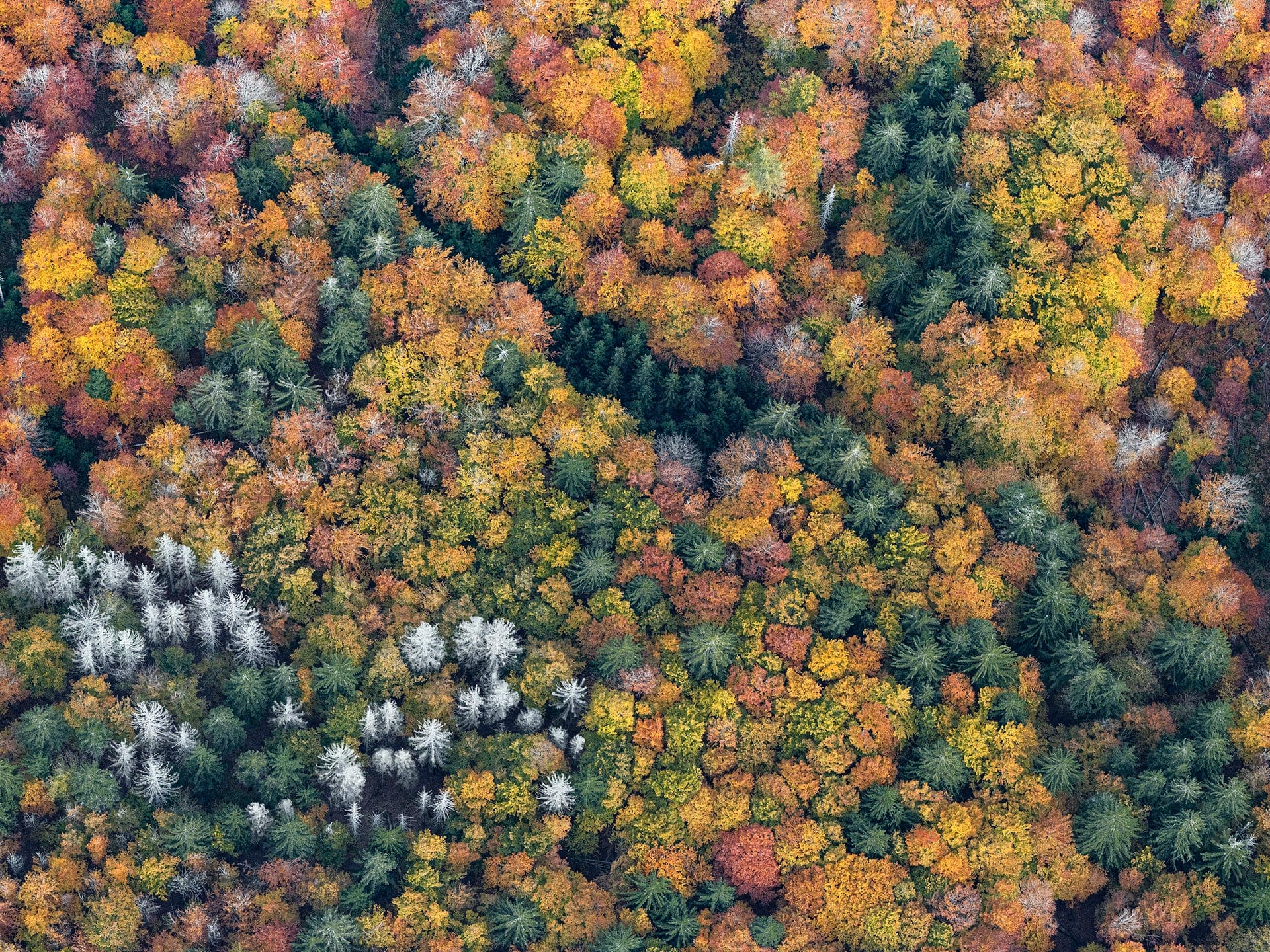 Dense Autumn Trees Blanket a Mountainous Bavarian Forest in Bernhard Lang's Aerial Photos3
