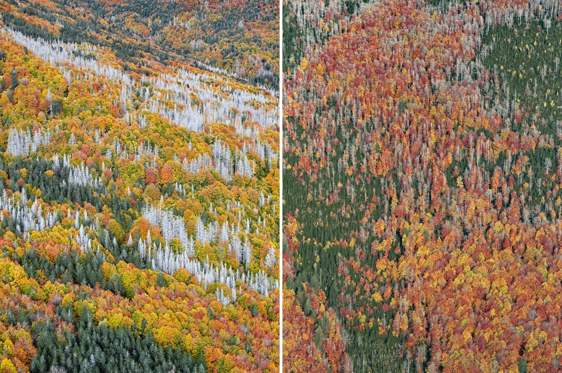 Dense Autumn Trees Blanket a Mountainous Bavarian Forest in Bernhard Lang's Aerial Photos5