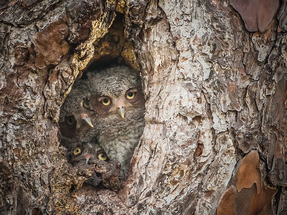 Hilarious Winners of the First Annual 'Comedy Wildlife Photography Awards'4