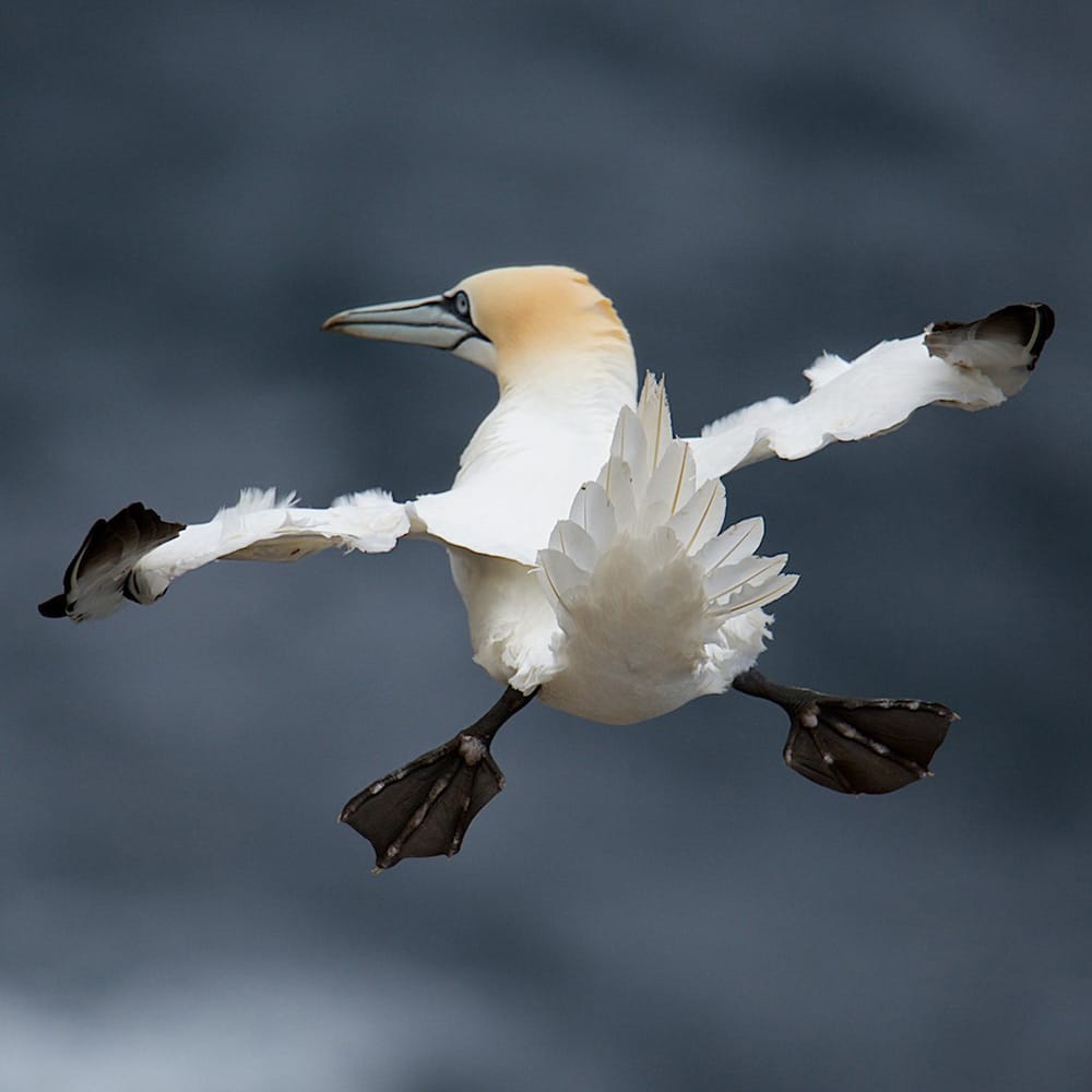 Hilarious Winners of the First Annual 'Comedy Wildlife Photography Awards'3