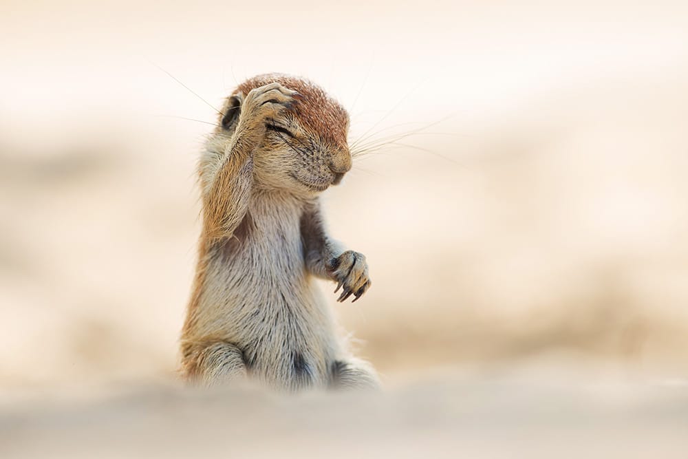 Hilarious Winners of the First Annual 'Comedy Wildlife Photography Awards'8