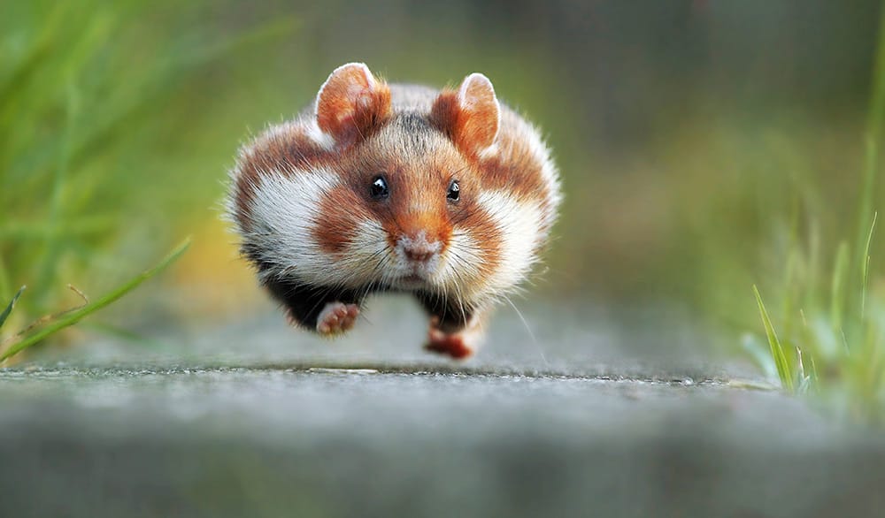 Hilarious Winners of the First Annual 'Comedy Wildlife Photography Awards'0