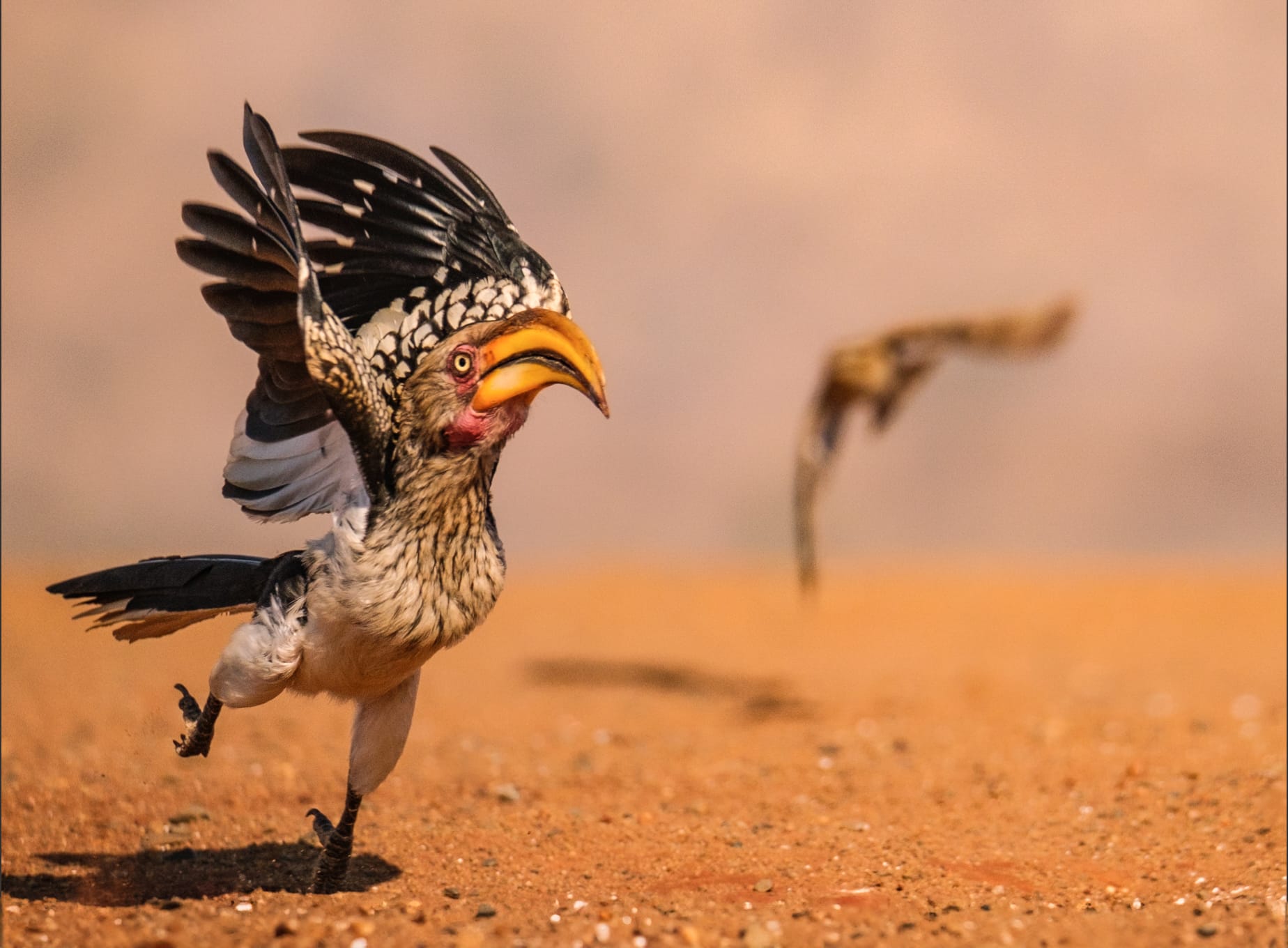 The 2025 Comedy Wildlife Awards Showcase Furious Brawls and Relatable Mishaps10