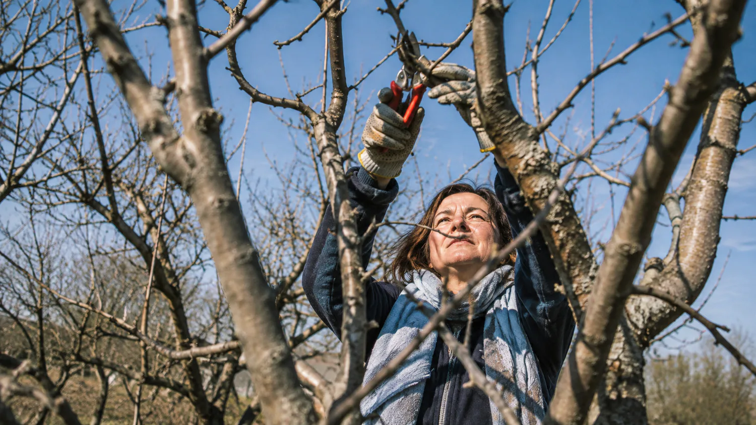 Осіння обрізка дерев: коли працювати та які гілки видаляти1