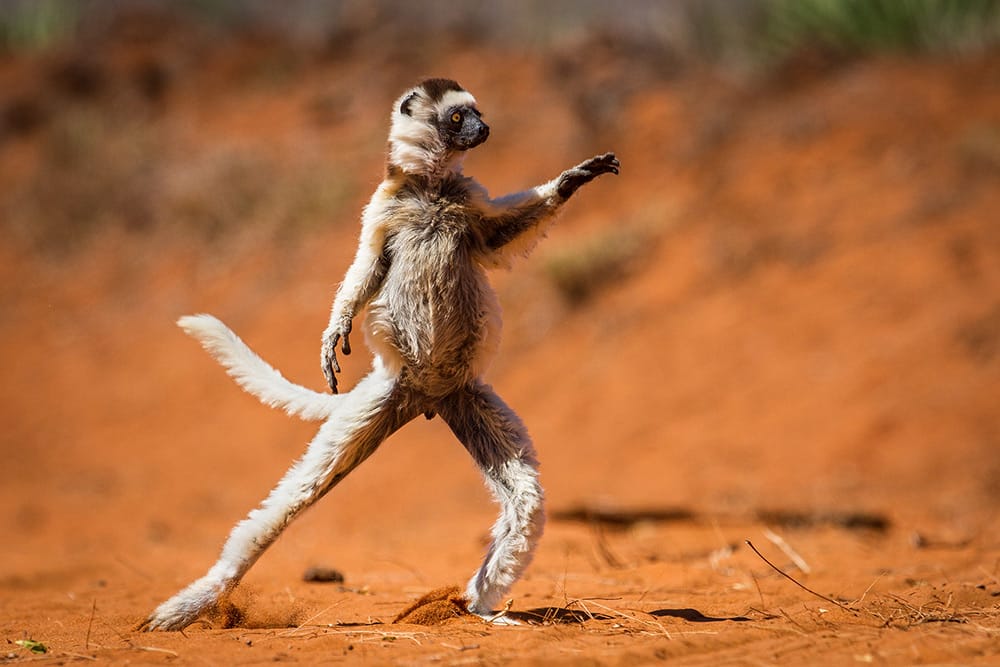 Hilarious Winners of the First Annual 'Comedy Wildlife Photography Awards'2