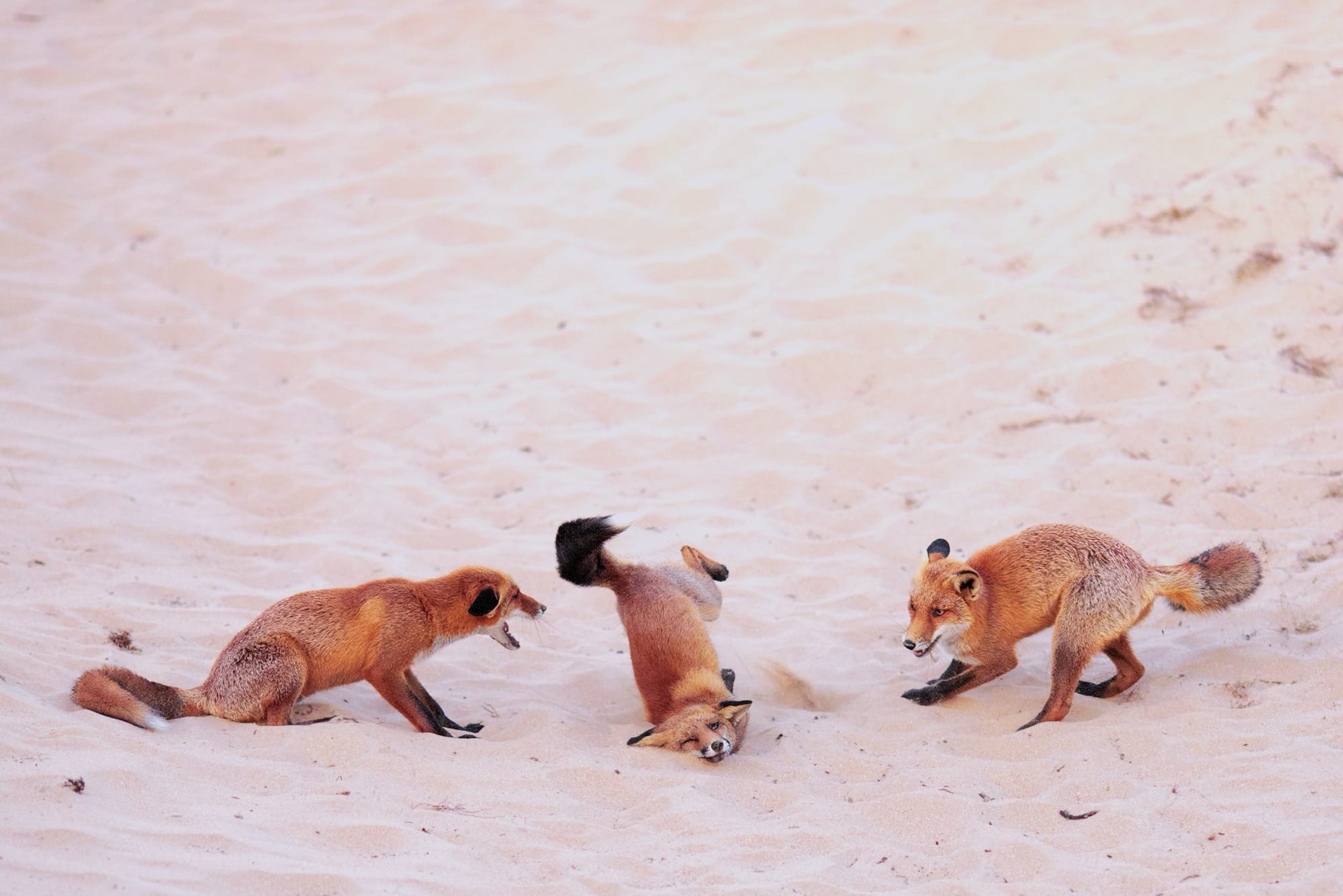 The 2025 Comedy Wildlife Awards Showcase Furious Brawls and Relatable Mishaps2