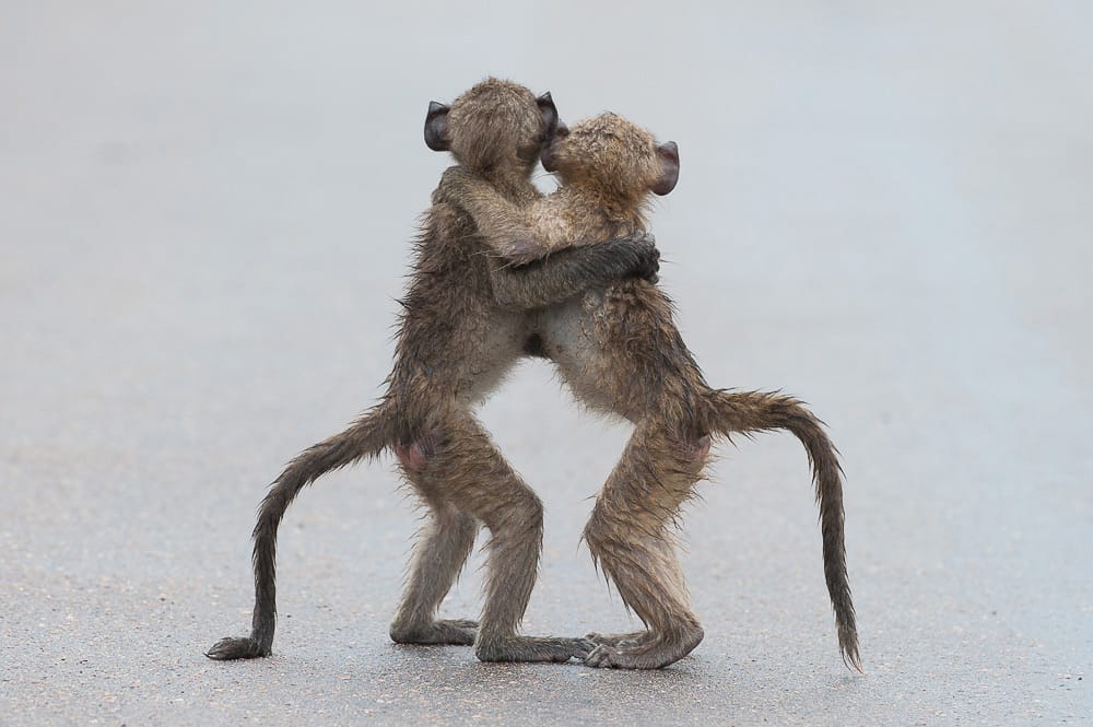 Hilarious Winners of the First Annual 'Comedy Wildlife Photography Awards'7