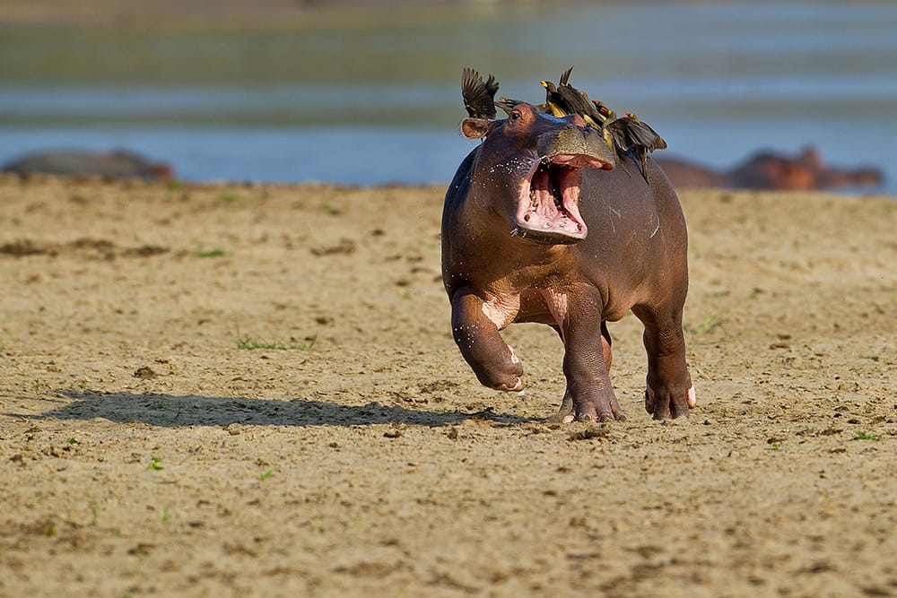Hilarious Winners of the First Annual 'Comedy Wildlife Photography Awards'6