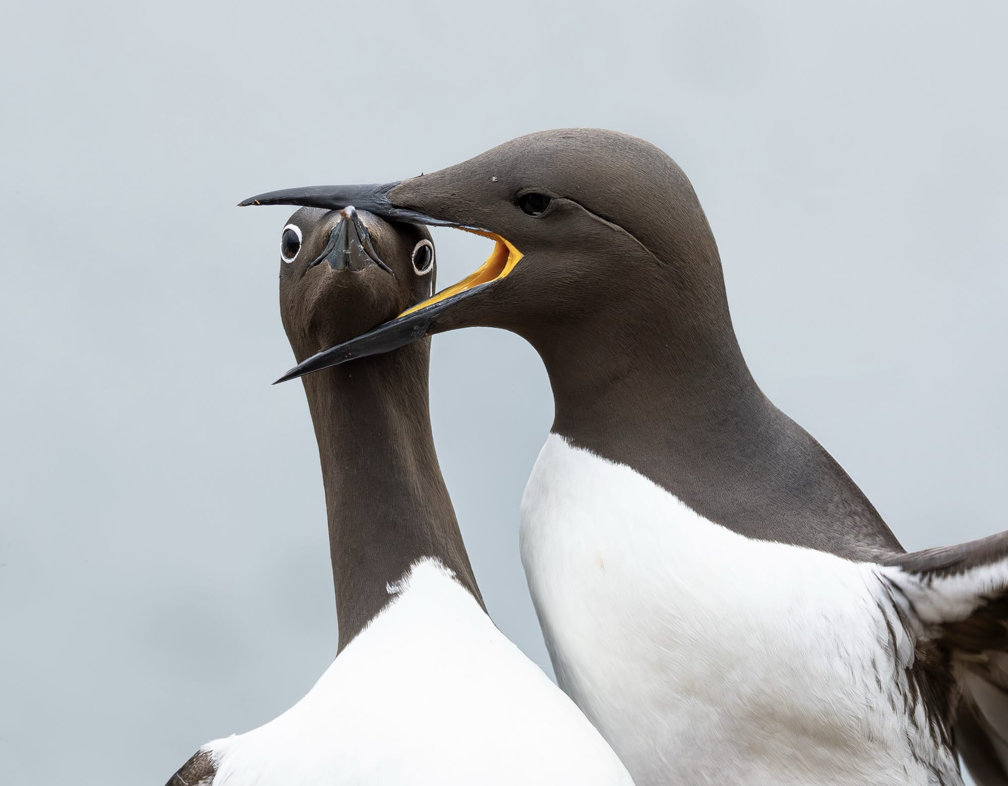 The 2025 Comedy Wildlife Awards Showcase Furious Brawls and Relatable Mishaps1