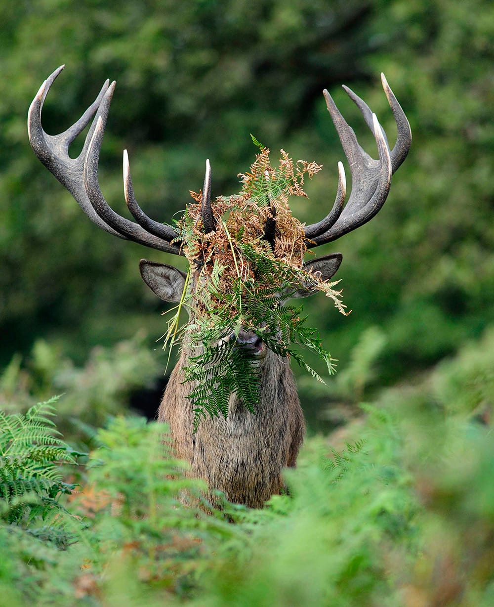 Hilarious Winners of the First Annual 'Comedy Wildlife Photography Awards'1