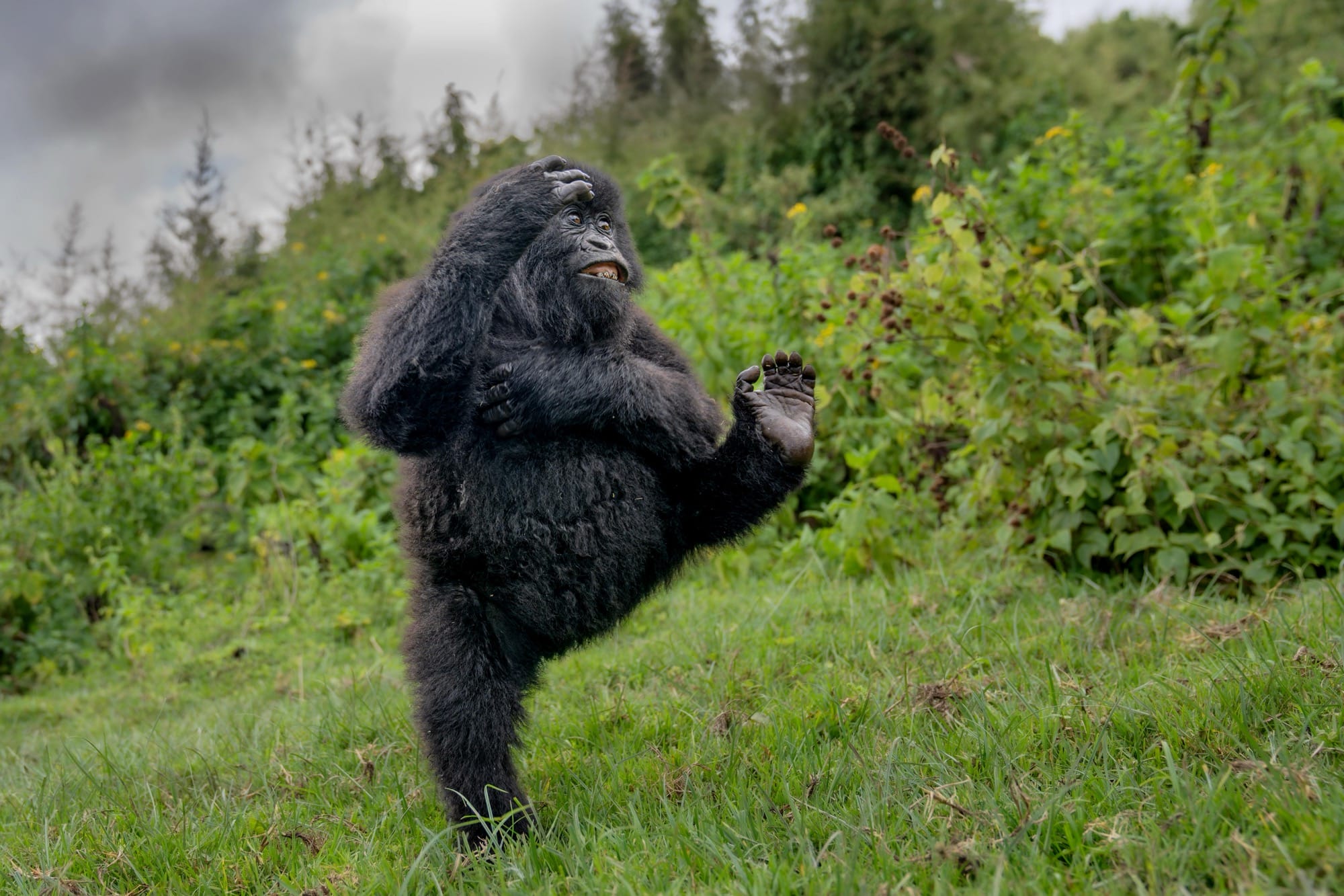 The 2025 Comedy Wildlife Awards Showcase Furious Brawls and Relatable Mishaps3