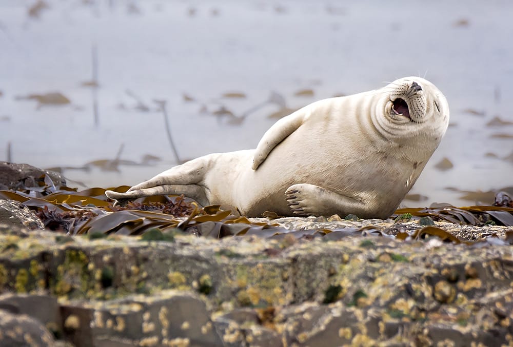 Hilarious Winners of the First Annual 'Comedy Wildlife Photography Awards'5