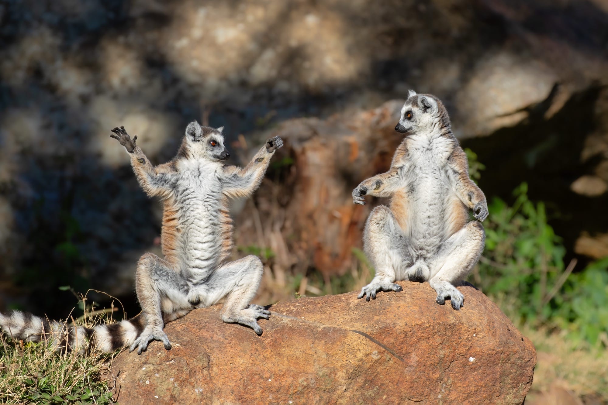 The 2025 Comedy Wildlife Awards Showcase Furious Brawls and Relatable Mishaps7