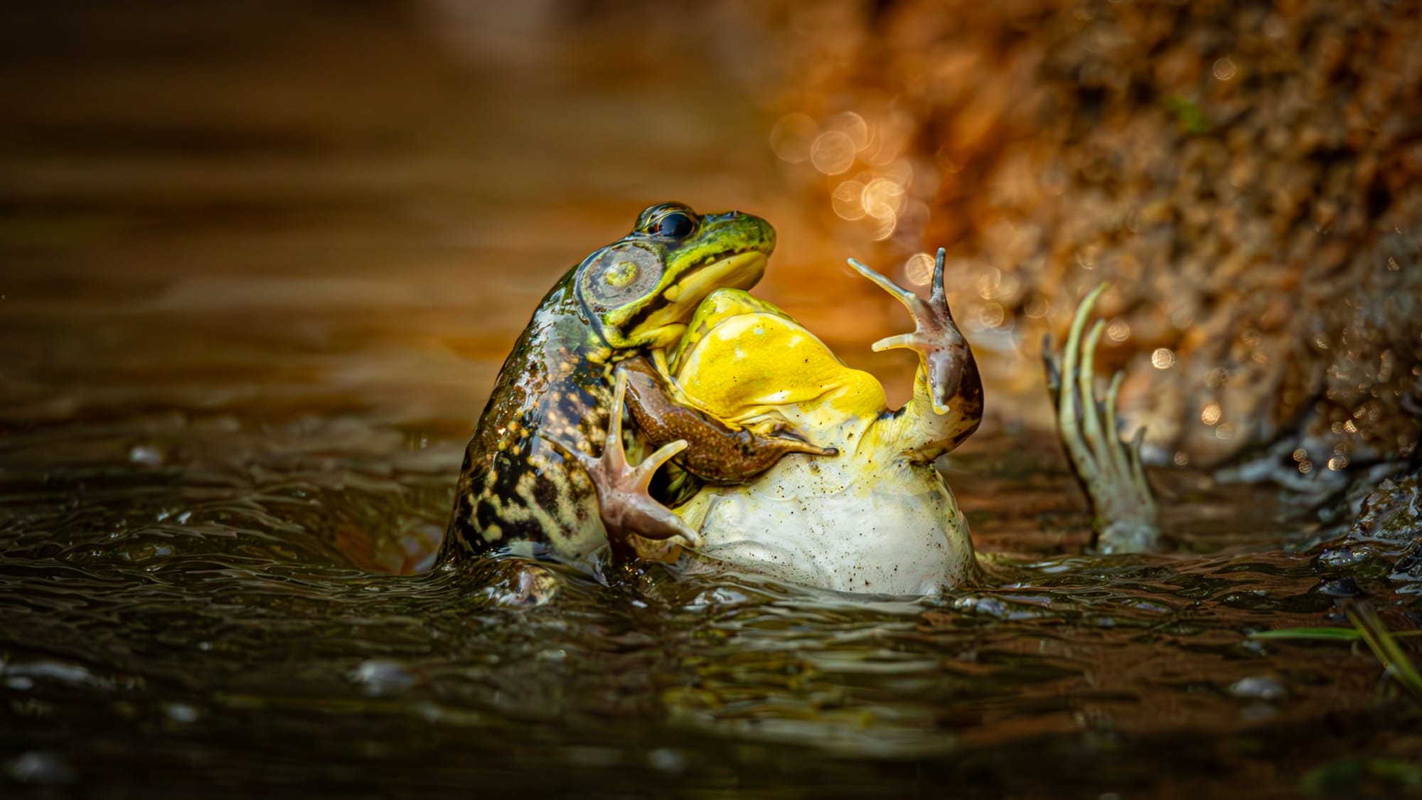The 2025 Comedy Wildlife Awards Showcase Furious Brawls and Relatable Mishaps6