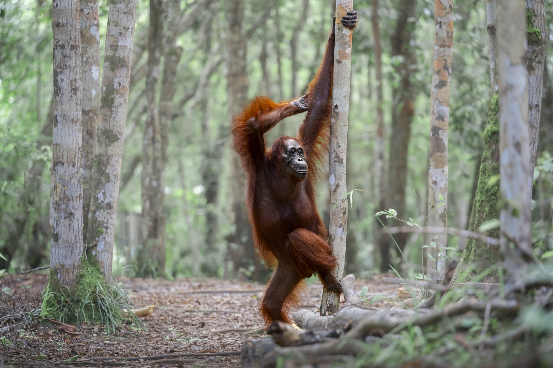 The 2025 Comedy Wildlife Awards Showcase Furious Brawls and Relatable Mishaps5